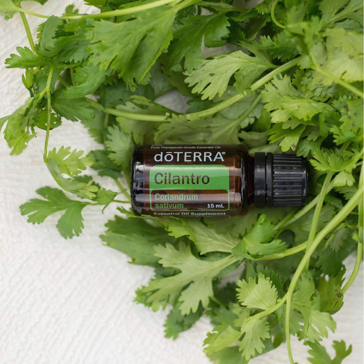 Cilantro Óleo Essencial Coriandrum sativum (Coentro) - Image 3