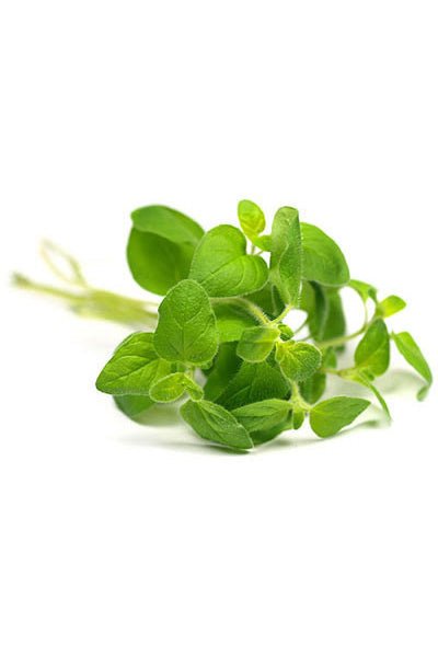 Basil Aroma Natural de Manjericão - Image 2