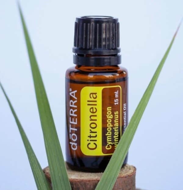 Citronella Óleo Essencial Cymbopogon winterianus (Citronela) - Image 2