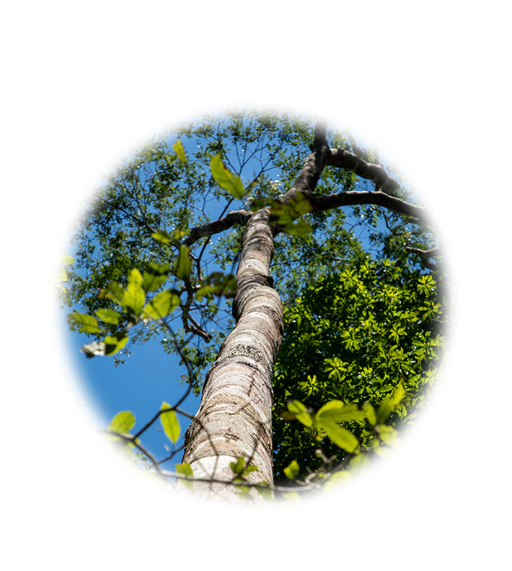 Copaiba - Aroma Natural de Copaiba - Image 2