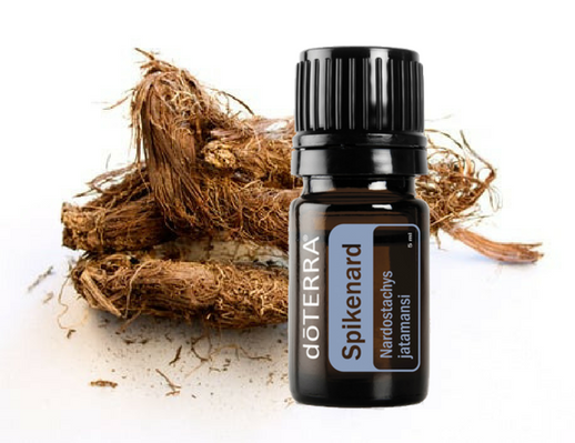 Spikenard Óleo Essencial Nardostachys jatamansi (Nardo) - Image 2