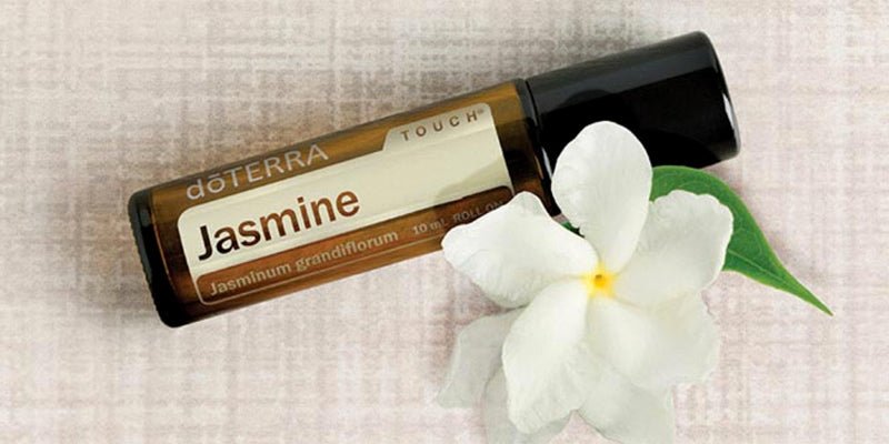 Jasmine Touch Jasminum grandiflorum