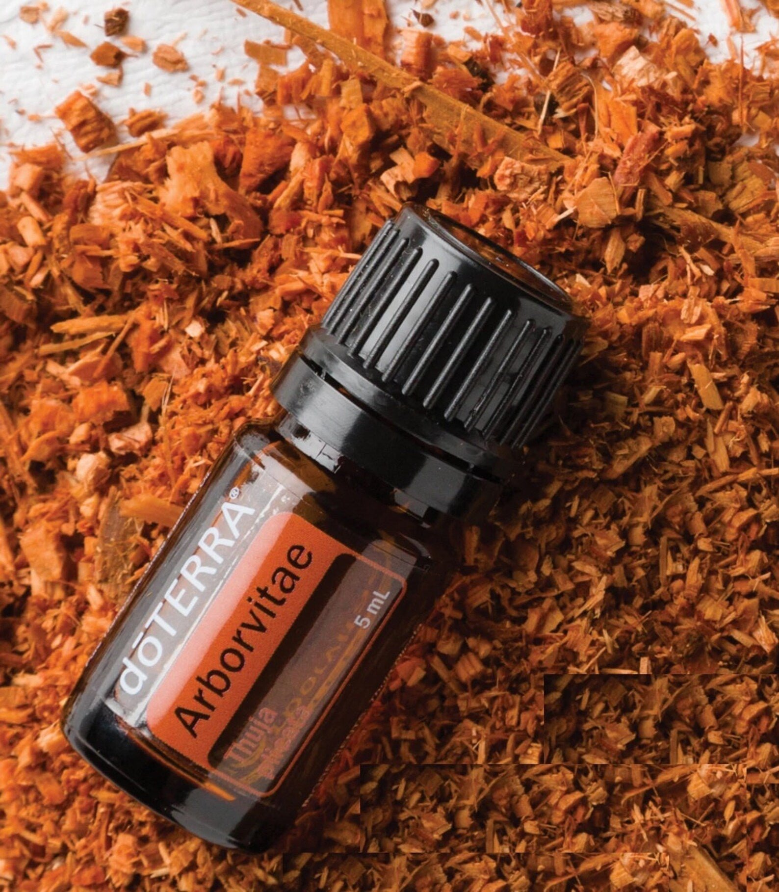 Arborvitae Óleo Essencial Thuja plicata (Arborvitae) - Image 3