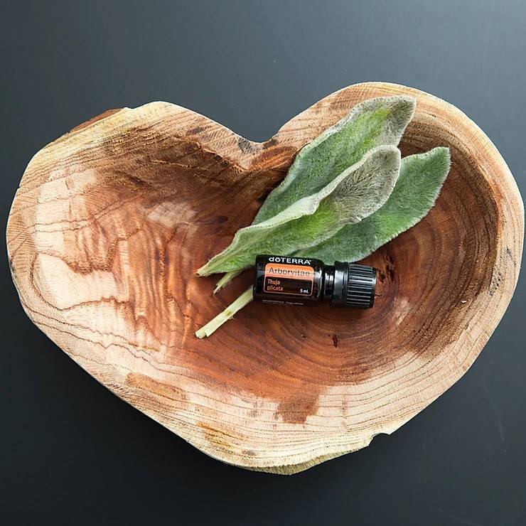 Arborvitae Óleo Essencial Thuja plicata (Arborvitae) - Image 2